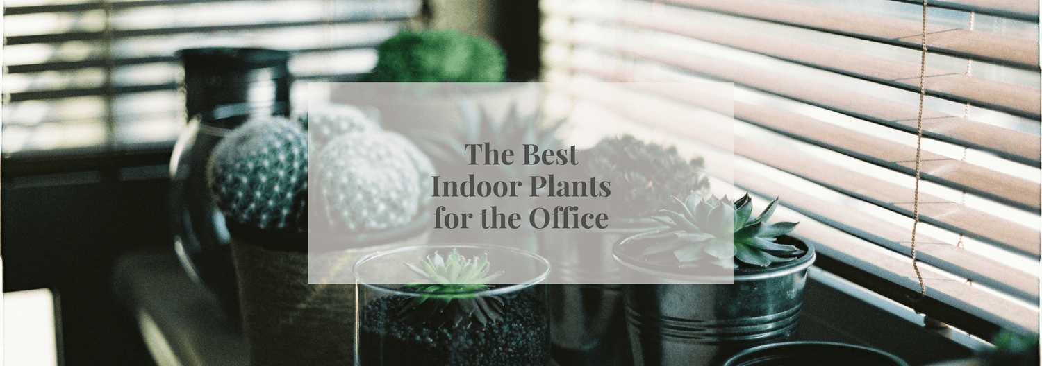 The Best Indoor Plants for the Office - Numi