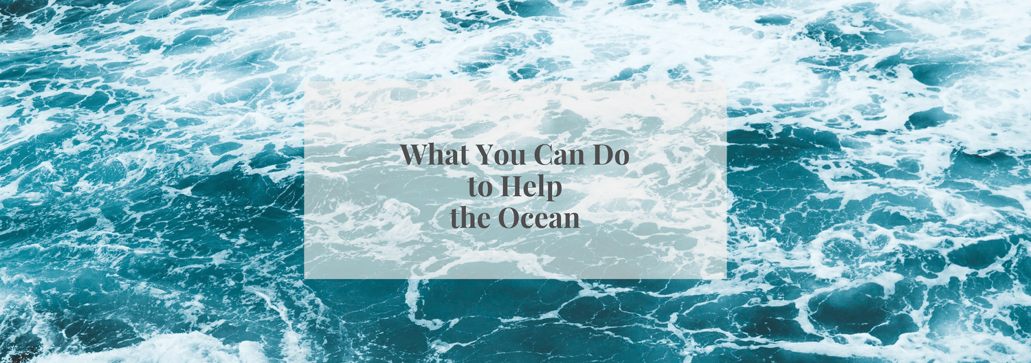 What You Can Do to Help the Ocean - Numi
